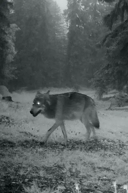 Le Dernier Loup Le Dernier Loup